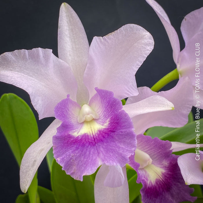 Cattlianthe Final Blue, violet blue flowering fragrant orchid, organically grown tropical plants for sale at TOMs FLOWer CLUB