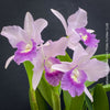 Cattlianthe Final Blue, violet blue flowering fragrant orchid, organically grown tropical plants for sale at TOMs FLOWer CLUB
