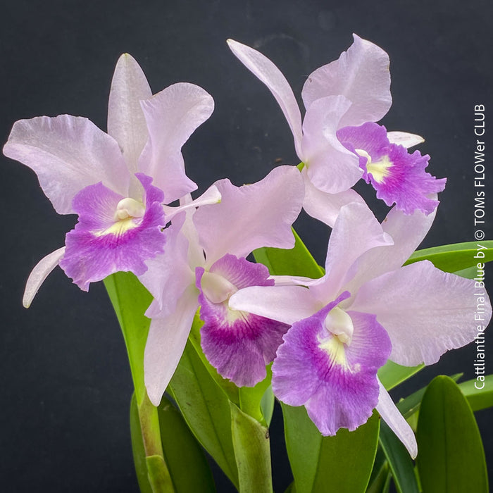 Cattlianthe Final Blue, violet blue flowering fragrant orchid, organically grown tropical plants for sale at TOMs FLOWer CLUB