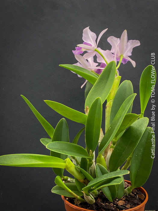 Cattlianthe Final Blue, violet blue flowering fragrant orchid, organically grown tropical plants for sale at TOMs FLOWer CLUB
