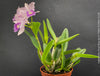 Cattlianthe Final Blue, violet blue flowering fragrant orchid, organically grown tropical plants for sale at TOMs FLOWer CLUB