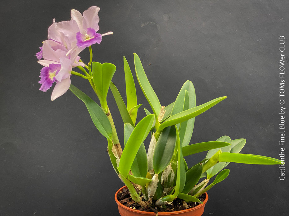 Cattlianthe Final Blue, violet blue flowering fragrant orchid, organically grown tropical plants for sale at TOMs FLOWer CLUB