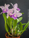 Cattlianthe Final Blue, violet blue flowering fragrant orchid, organically grown tropical plants for sale at TOMs FLOWer CLUB