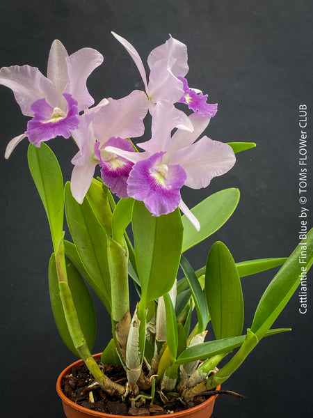 Cattlianthe Final Blue, violet blue flowering fragrant orchid, organically grown tropical plants for sale at TOMs FLOWer CLUB