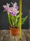 Cattlianthe Final Blue, violet blue flowering fragrant orchid, organically grown tropical plants for sale at TOMs FLOWer CLUB