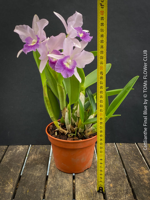 Cattlianthe Final Blue, violet blue flowering fragrant orchid, organically grown tropical plants for sale at TOMs FLOWer CLUB