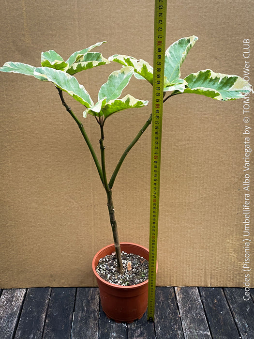Ceodes - Pisonia Umbellifera Albo Variegata