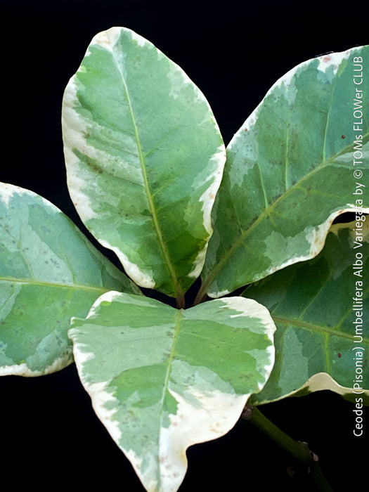 Ceodes - Pisonia Umbellifera Albo Variegata
