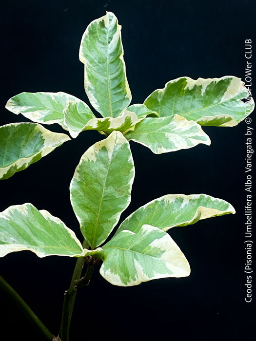 Ceodes - Pisonia Umbellifera Albo Variegata