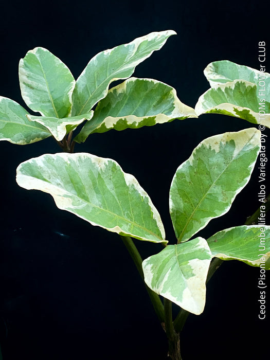 Ceodes - Pisonia Umbellifera Albo Variegata