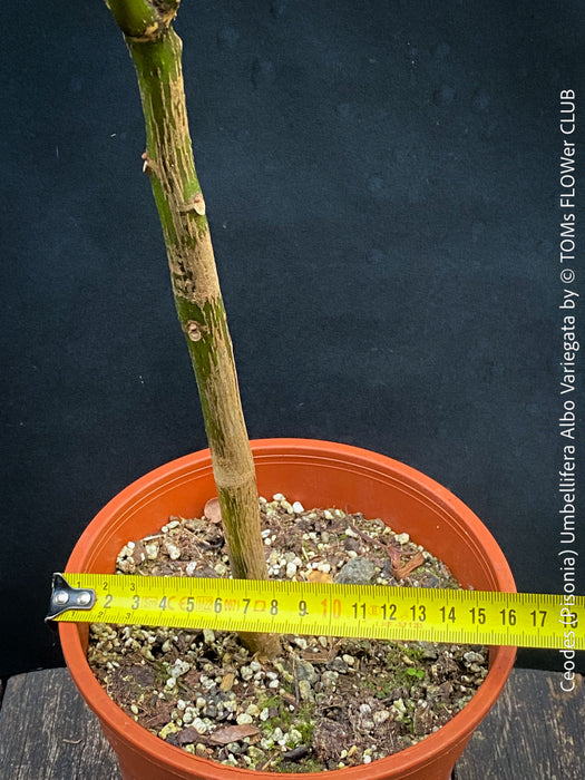 Ceodes - Pisonia Umbellifera Albo Variegata
