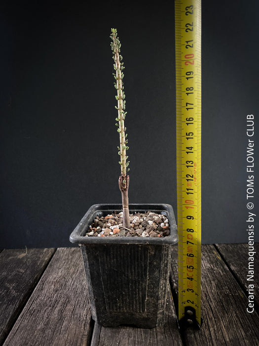 Ceraria namaquensis / Namaqua porkbush, organically grown sun loving South African succulent plants for sale at TOMs FLOWer CLUB.