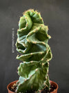 Cereus Forbesii Spiralis, Schraubenkaktus, Kaktus, Cactus, organically grown succulent plants for sale at TOMsFLOWer CLUB.