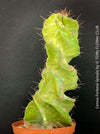 Cereus Forbesii Spiralis, Schraubenkaktus, Kaktus, Cactus, organically grown succulent plants for sale at TOMs FLOWer CLUB.