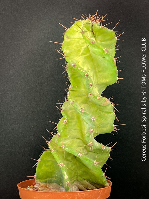 Cereus Forbesii Spiralis, Schraubenkaktus, Kaktus, Cactus, organically grown succulent plants for sale at TOMs FLOWer CLUB.