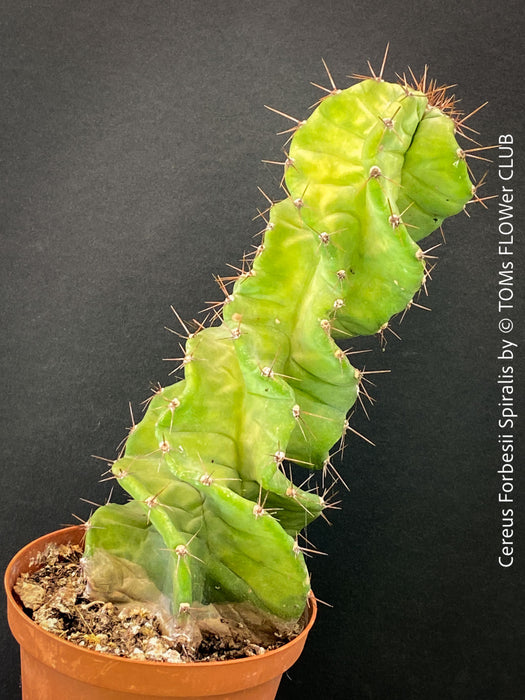 Cereus Forbesii Spiralis, Schraubenkaktus, Kaktus, Cactus, organically grown succulent plants for sale at TOMs FLOWer CLUB.