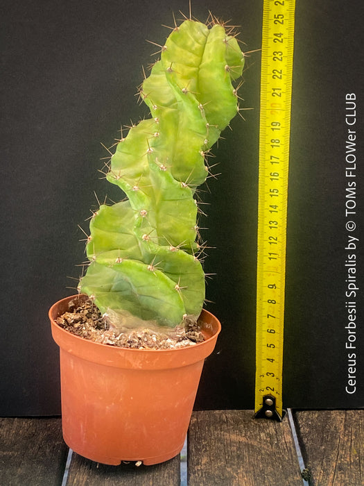 Cereus Forbesii Spiralis, Schraubenkaktus, Kaktus, Cactus, organically grown succulent plants for sale at TOMs FLOWer CLUB.