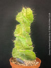 Cereus Forbesii Spiralis, Schraubenkaktus, Kaktus, Cactus, organically grown succulent plants for sale at TOMs FLOWer CLUB.