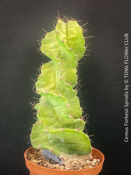 Cereus Forbesii Spiralis, Schraubenkaktus, Kaktus, Cactus, organically grown succulent plants for sale at TOMs FLOWer CLUB.