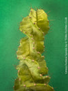 Cereus Forbesii Spiralis, Schraubenkaktus, Kaktus, Cactus, organically grown succulent plants for sale at TOMs FLOWer CLUB.