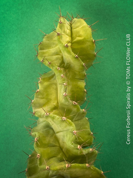 Cereus Forbesii Spiralis, Schraubenkaktus, Kaktus, Cactus, organically grown succulent plants for sale at TOMs FLOWer CLUB.