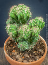 Cereus Peruvianus Monstrose, Kaktus, Cactus, organically grown succulent plants for sale at TOMs FLOWer CLUB.