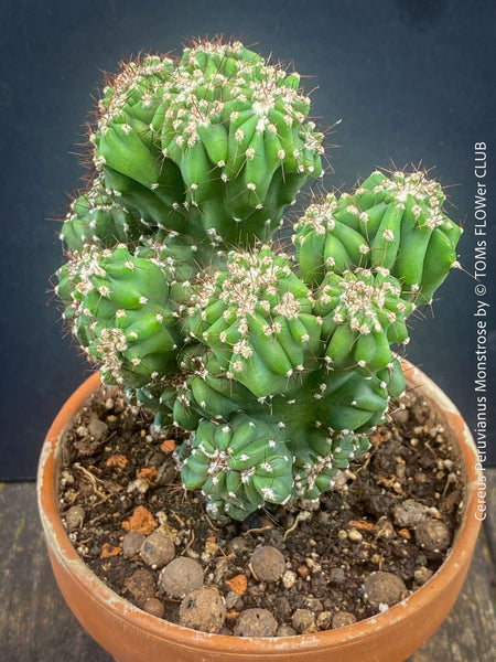 Cereus Peruvianus Monstrose, Kaktus, Cactus, organically grown succulent plants for sale at TOMs FLOWer CLUB.
