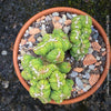 Cereus Peruvianus Monstrose, Kaktus, Cactus, organically grown succulent plants for sale at TOMs FLOWer CLUB.