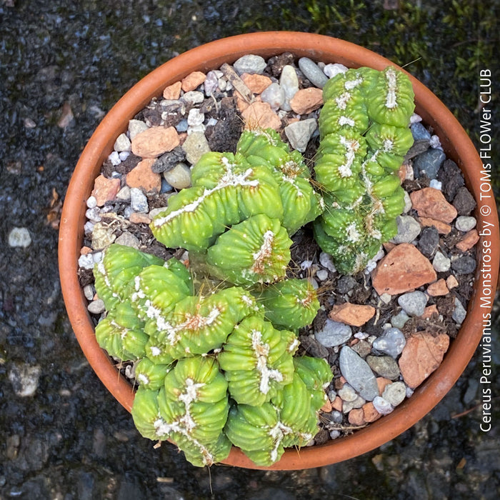 Cereus Peruvianus Monstrose, Kaktus, Cactus, organically grown succulent plants for sale at TOMs FLOWer CLUB.
