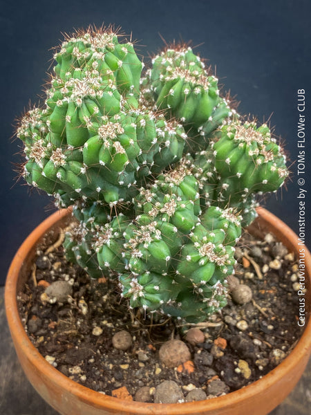 Cereus Peruvianus Monstrose, Kaktus, Cactus, organically grown succulent plants for sale at TOMs FLOWer CLUB.