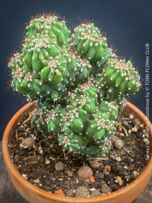 Cereus Peruvianus Monstrose, Kaktus, Cactus, organically grown succulent plants for sale at TOMs FLOWer CLUB.