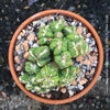 Cereus Peruvianus Monstrose, Kaktus, Cactus, organically grown succulent plants for sale at TOMs FLOWer CLUB.