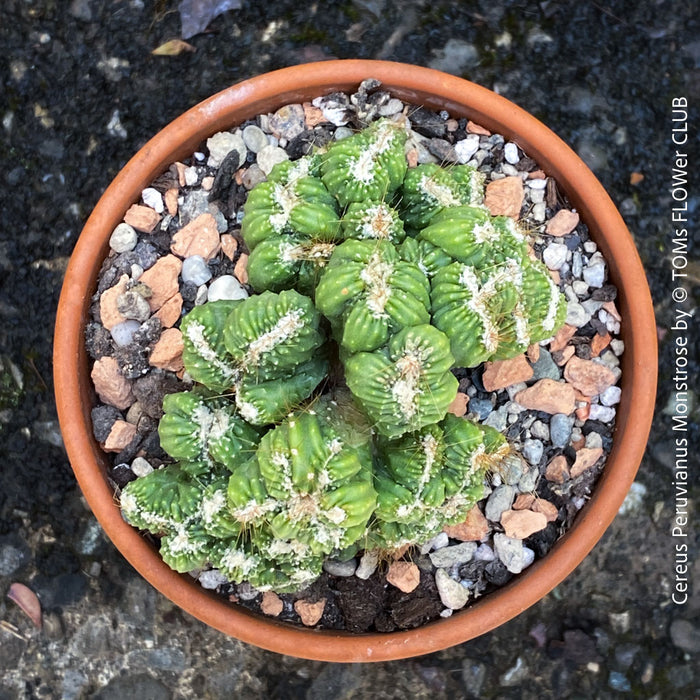 Cereus Peruvianus Monstrose, Kaktus, Cactus, organically grown succulent plants for sale at TOMs FLOWer CLUB.