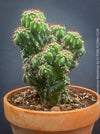 Cereus Peruvianus Monstrose, Kaktus, Cactus, organically grown succulent plants for sale at TOMs FLOWer CLUB.