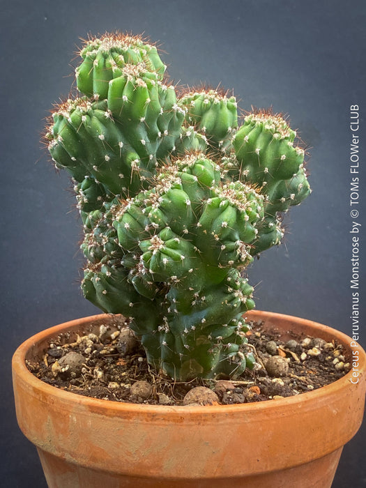 Cereus Peruvianus Monstrose, Kaktus, Cactus, organically grown succulent plants for sale at TOMs FLOWer CLUB.
