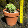 Cereus Peruvianus Monstrose, Kaktus, Cactus, organically grown succulent plants for sale at TOMs FLOWer CLUB.