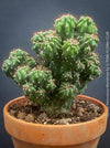 Cereus Peruvianus Monstrose, Kaktus, Cactus, organically grown succulent plants for sale at TOMs FLOWer CLUB.
