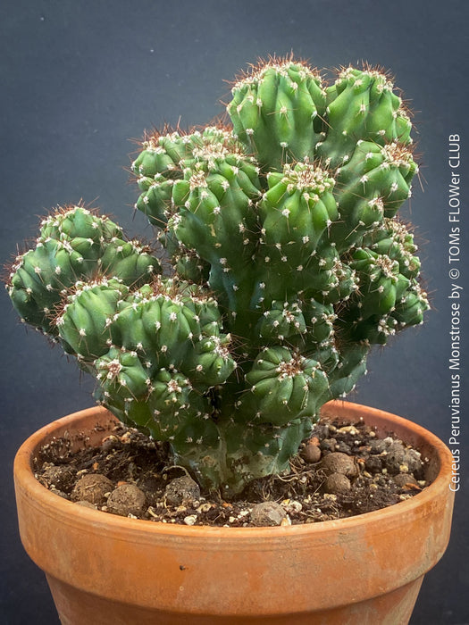 Cereus Peruvianus Monstrose, Kaktus, Cactus, organically grown succulent plants for sale at TOMs FLOWer CLUB.