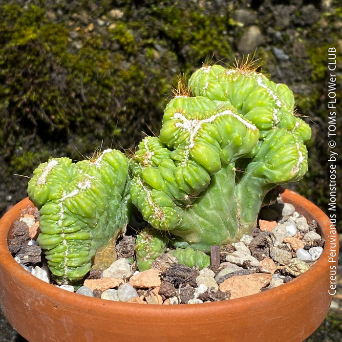 Cereus Peruvianus Monstrose, Kaktus, Cactus, organically grown succulent plants for sale at TOMs FLOWer CLUB.