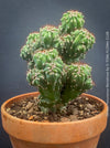 Cereus Peruvianus Monstrose, Kaktus, Cactus, organically grown succulent plants for sale at TOMs FLOWer CLUB.