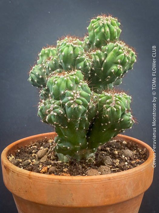 Cereus Peruvianus Monstrose, Kaktus, Cactus, organically grown succulent plants for sale at TOMs FLOWer CLUB.