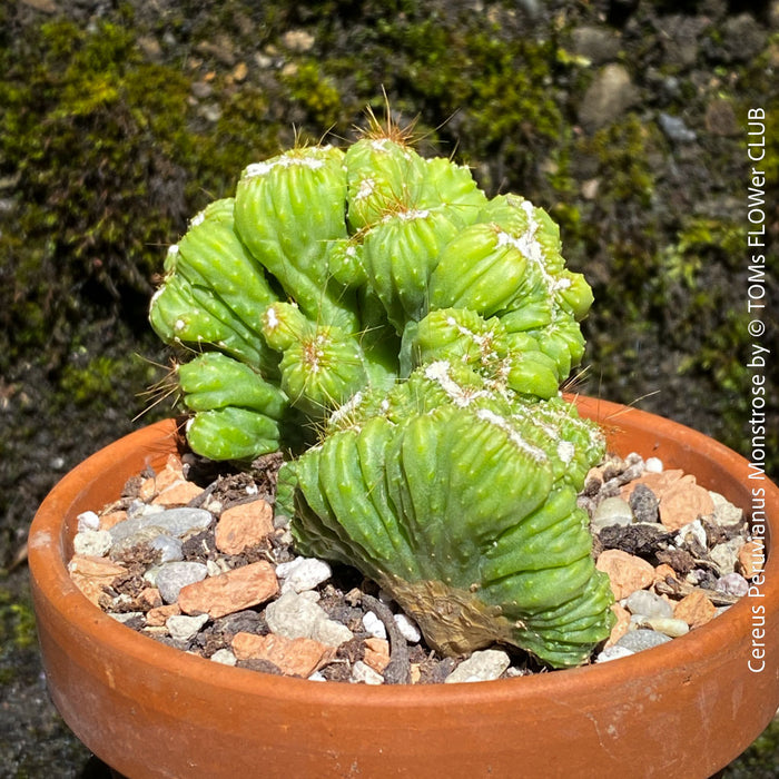 Cereus Peruvianus Monstrose, Kaktus, Cactus, organically grown succulent plants for sale at TOMs FLOWer CLUB.