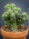 Cereus Peruvianus Monstrose, Kaktus, Cactus, organically grown succulent plants for sale at TOMs FLOWer CLUB.
