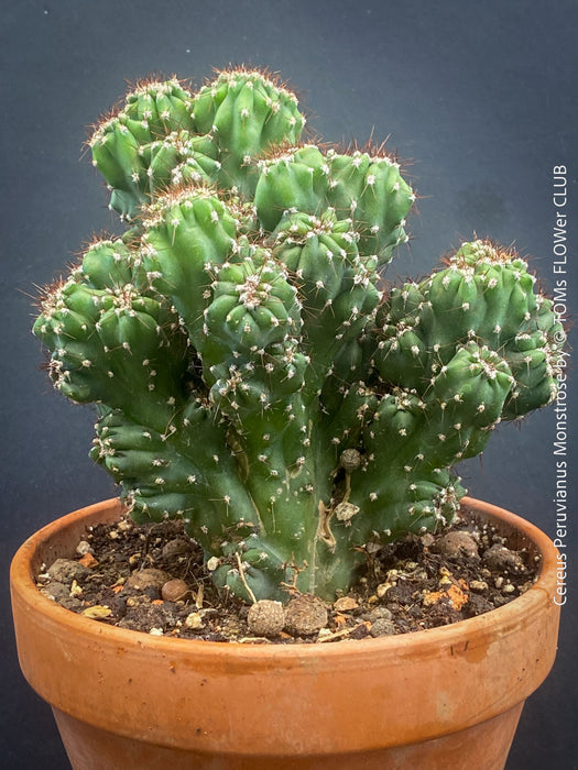 Cereus Peruvianus Monstrose, Kaktus, Cactus, organically grown succulent plants for sale at TOMs FLOWer CLUB.