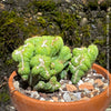 Cereus Peruvianus Monstrose, Kaktus, Cactus, organically grown succulent plants for sale at TOMs FLOWer CLUB.