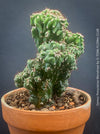 Cereus Peruvianus Monstrose, Kaktus, Cactus, organically grown succulent plants for sale at TOMs FLOWer CLUB.