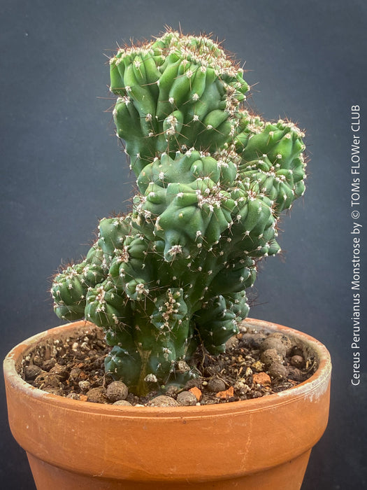 Cereus Peruvianus Monstrose, Kaktus, Cactus, organically grown succulent plants for sale at TOMs FLOWer CLUB.