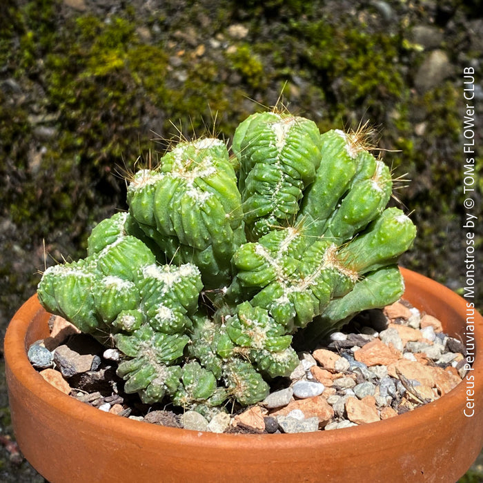 Cereus Peruvianus Monstrose, Kaktus, Cactus, organically grown succulent plants for sale at TOMs FLOWer CLUB.