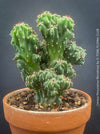 Cereus Peruvianus Monstrose, Kaktus, Cactus, organically grown succulent plants for sale at TOMs FLOWer CLUB.
