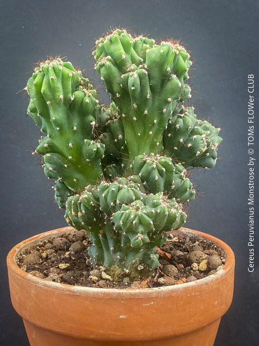 Cereus Peruvianus Monstrose, Kaktus, Cactus, organically grown succulent plants for sale at TOMs FLOWer CLUB.